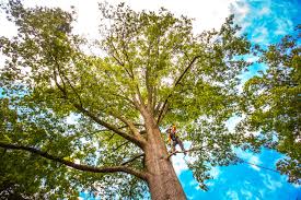 How Our Tree Care Process Works  in  Red Corral, CA