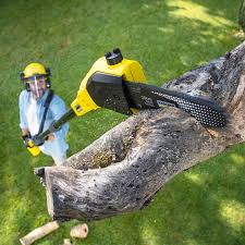 Best Lawn Renovation and Restoration  in Red Corral, CA