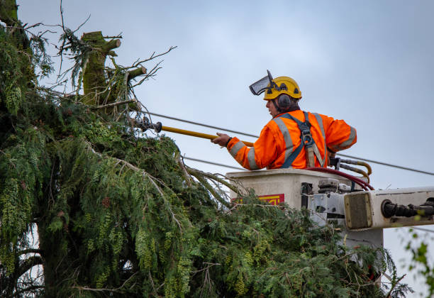 Best Tree Health Inspection  in Red Corral, CA