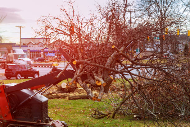 Best Tree Disease Treatment  in Red Corral, CA