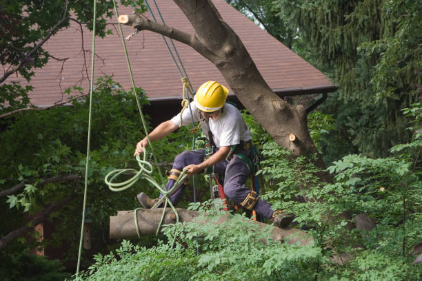 Best Tree Trimming and Pruning  in Red Corral, CA