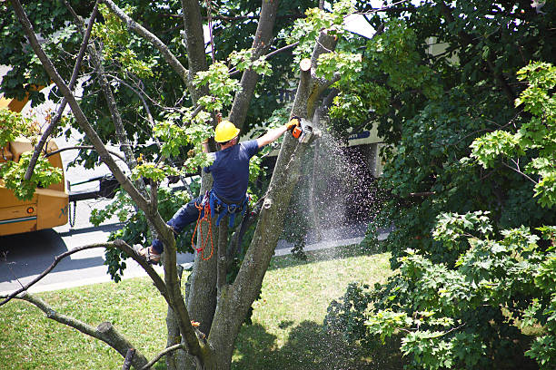 Best Leaf Removal  in Red Corral, CA