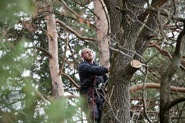 Best Fruit Tree Pruning  in Red Corral, CA