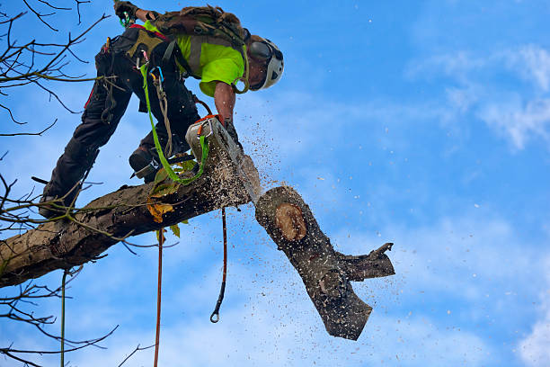 Best Hazardous Tree Removal  in Red Corral, CA