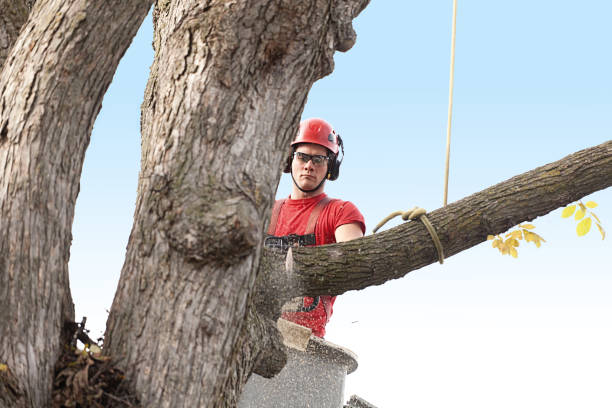 Best Hedge Trimming  in Red Corral, CA